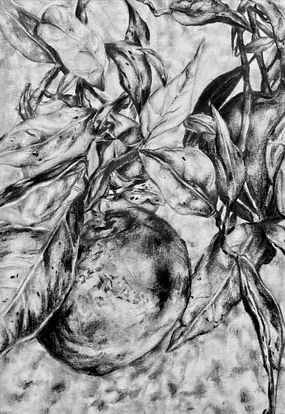 Organic forms